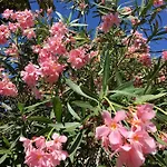 Dans Maison, Independant Et Jardin