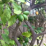 Dans Maison, Independant Et Jardin * 페르피냥