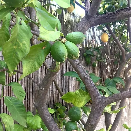 Dans Maison, Independant Et Jardin * Perpignan